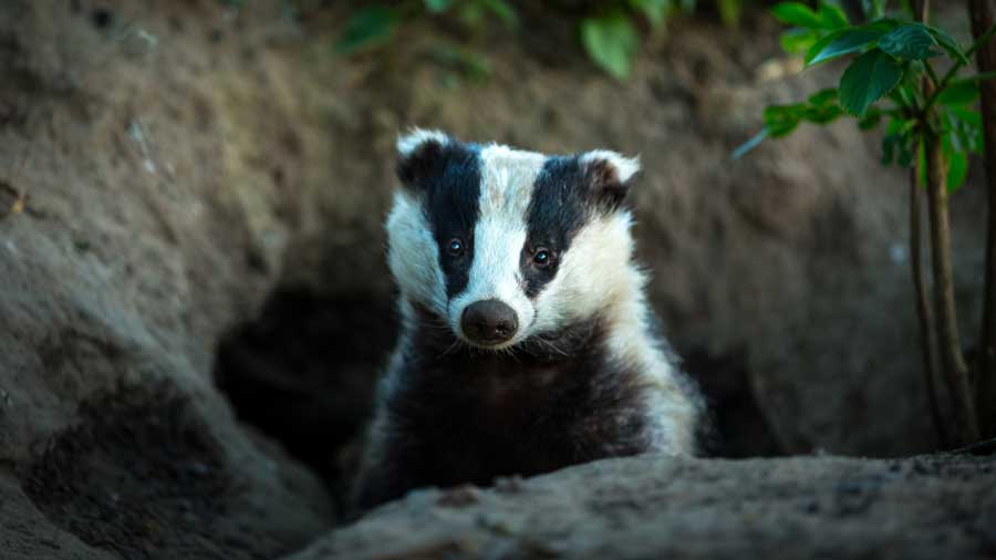 A badger emerges from its set