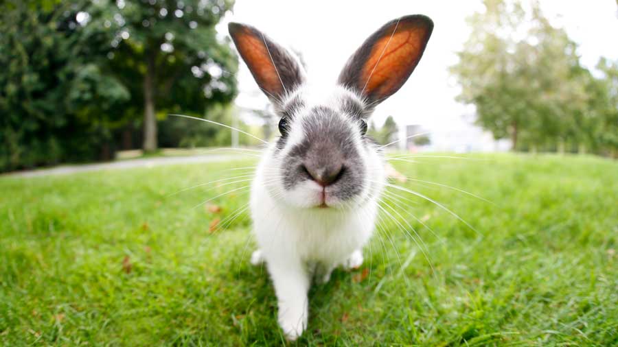 close-up of a rabbit