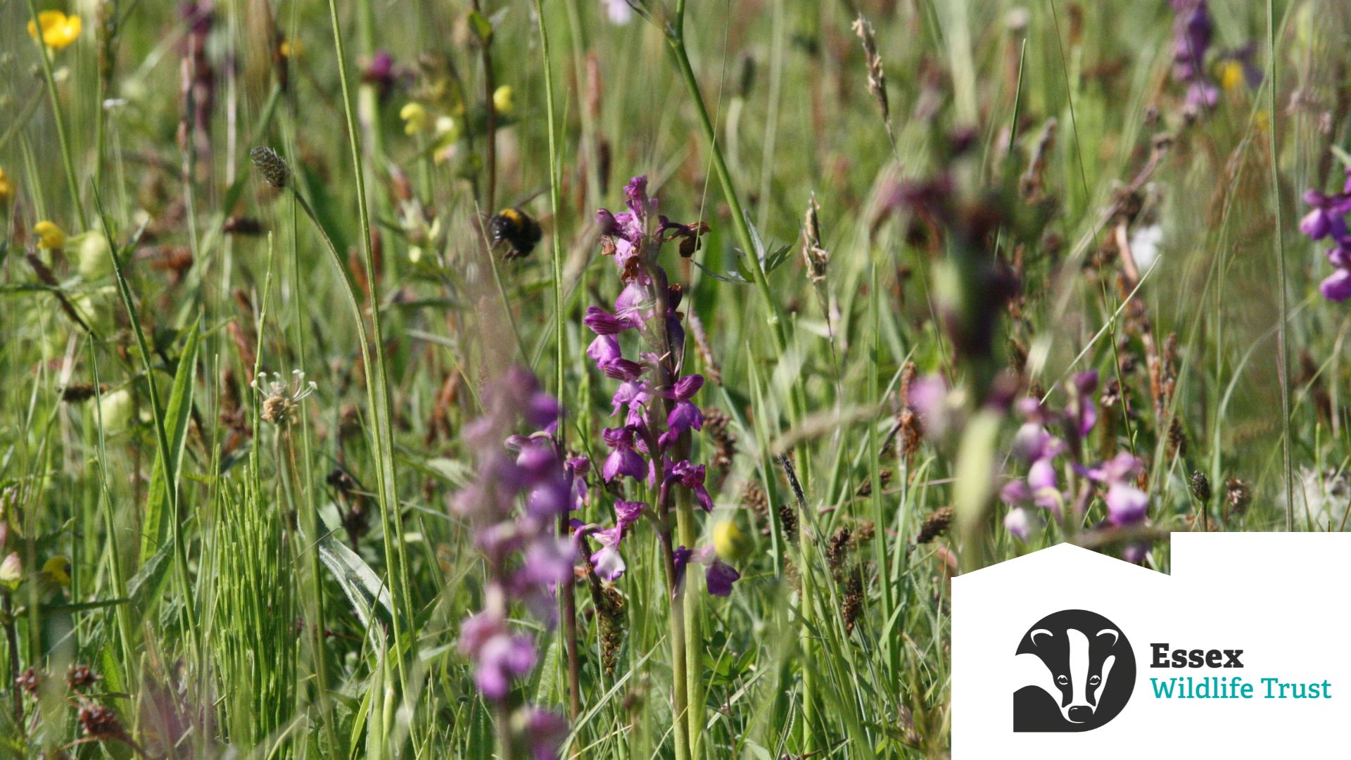 Essex Wildlife Trust Governance Review